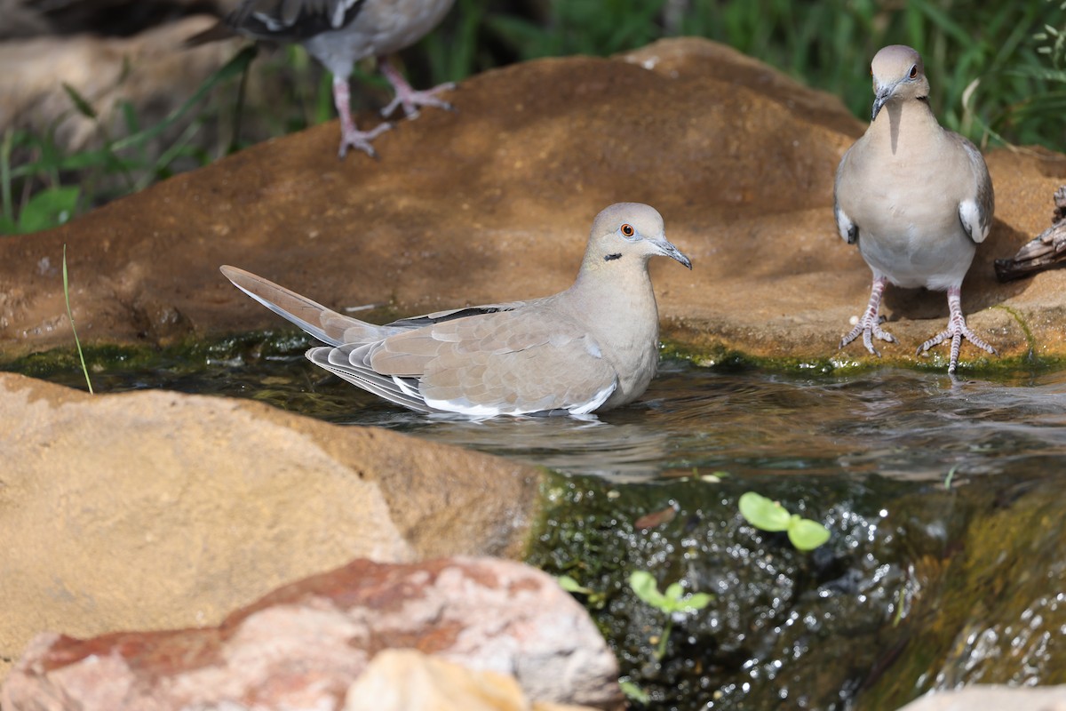 White-winged Dove - ML643178750