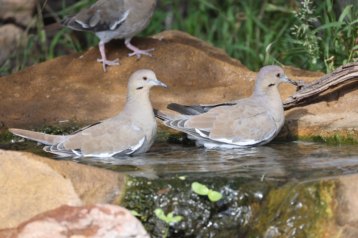 White-winged Dove - ML643178751