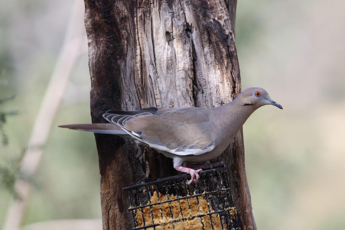 White-winged Dove - ML643178752