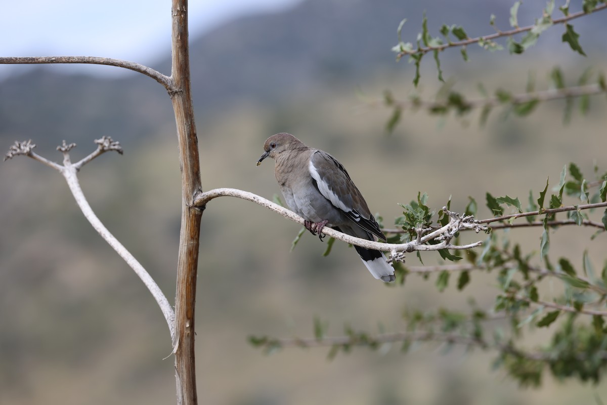 White-winged Dove - ML643178753