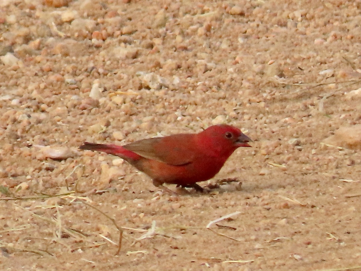 Amarante du Sénégal - ML643178760
