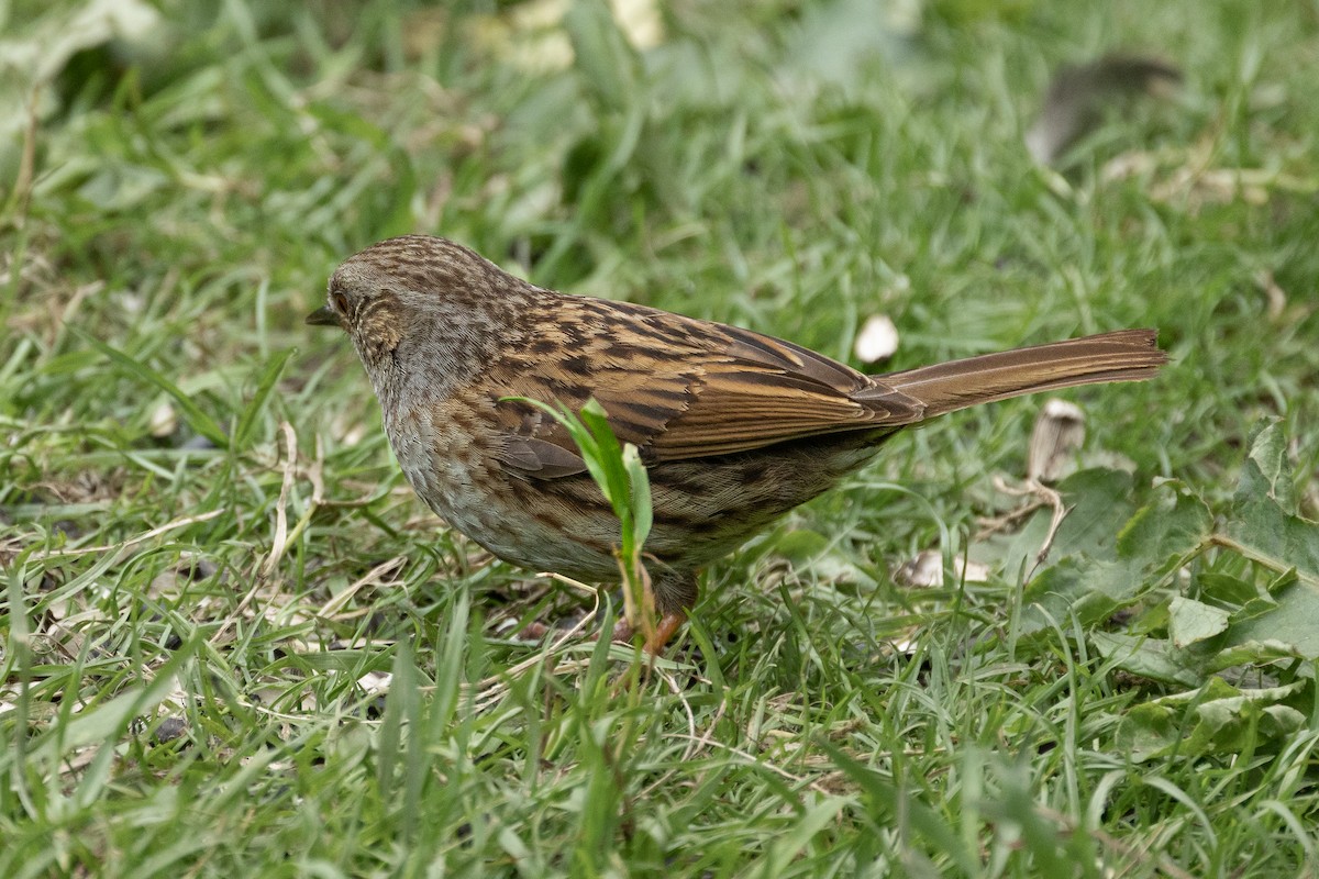 Dunnock - ML643178784