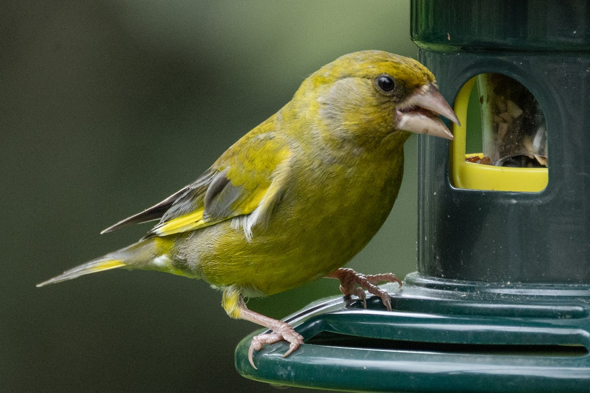 European Greenfinch - ML643178798