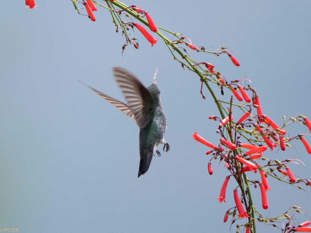 White-vented Violetear - ML643178800