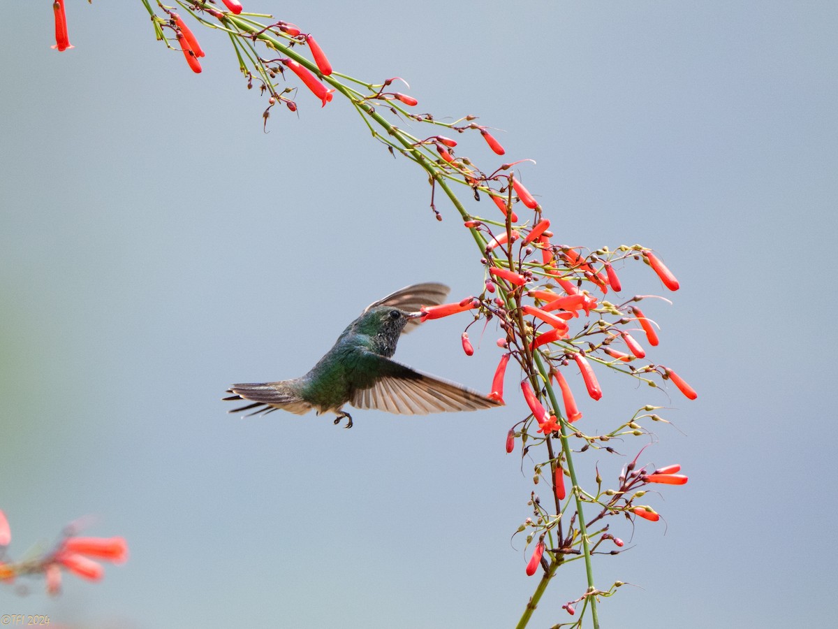 White-vented Violetear - ML643178801