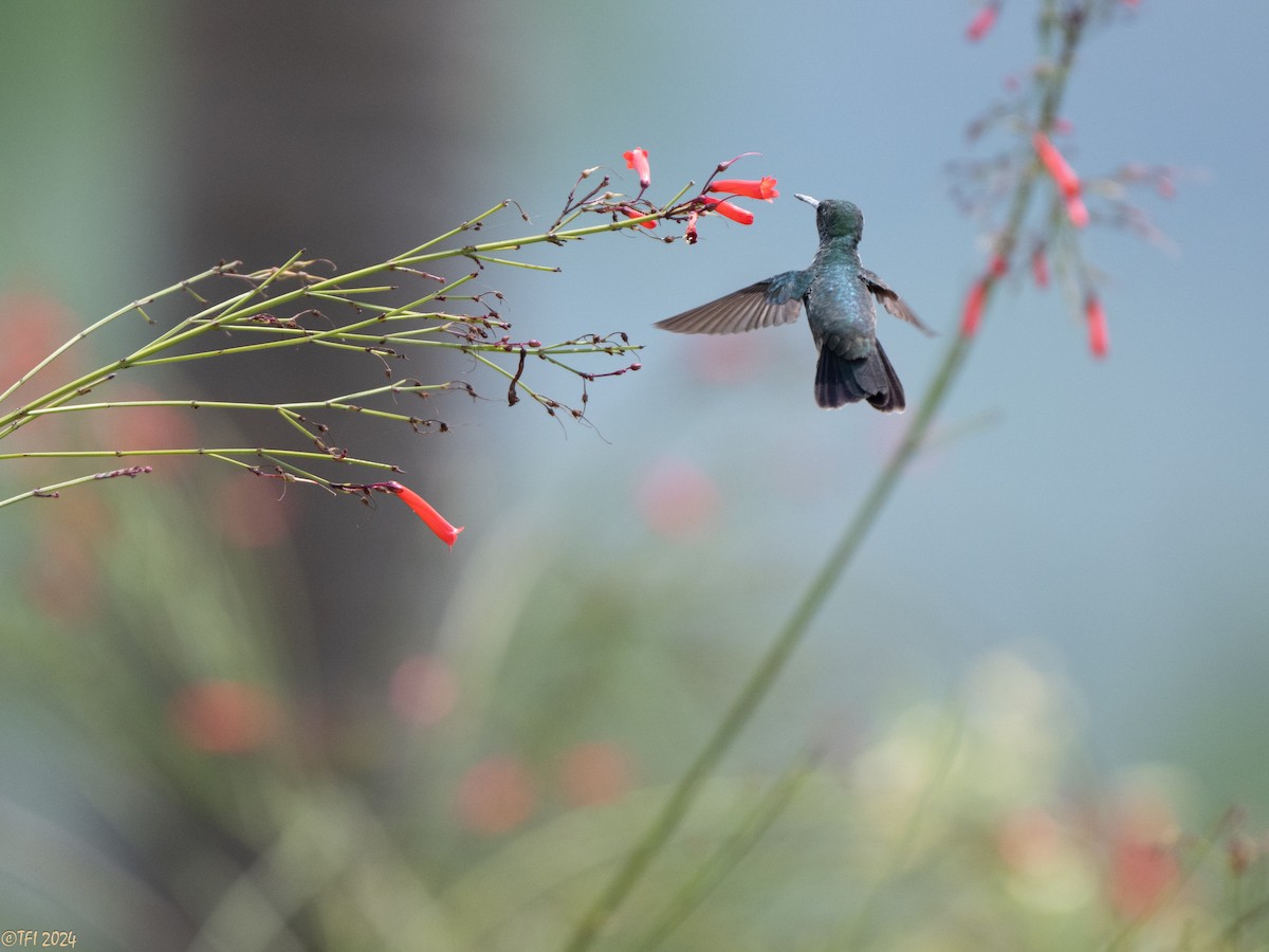 White-vented Violetear - ML643178802