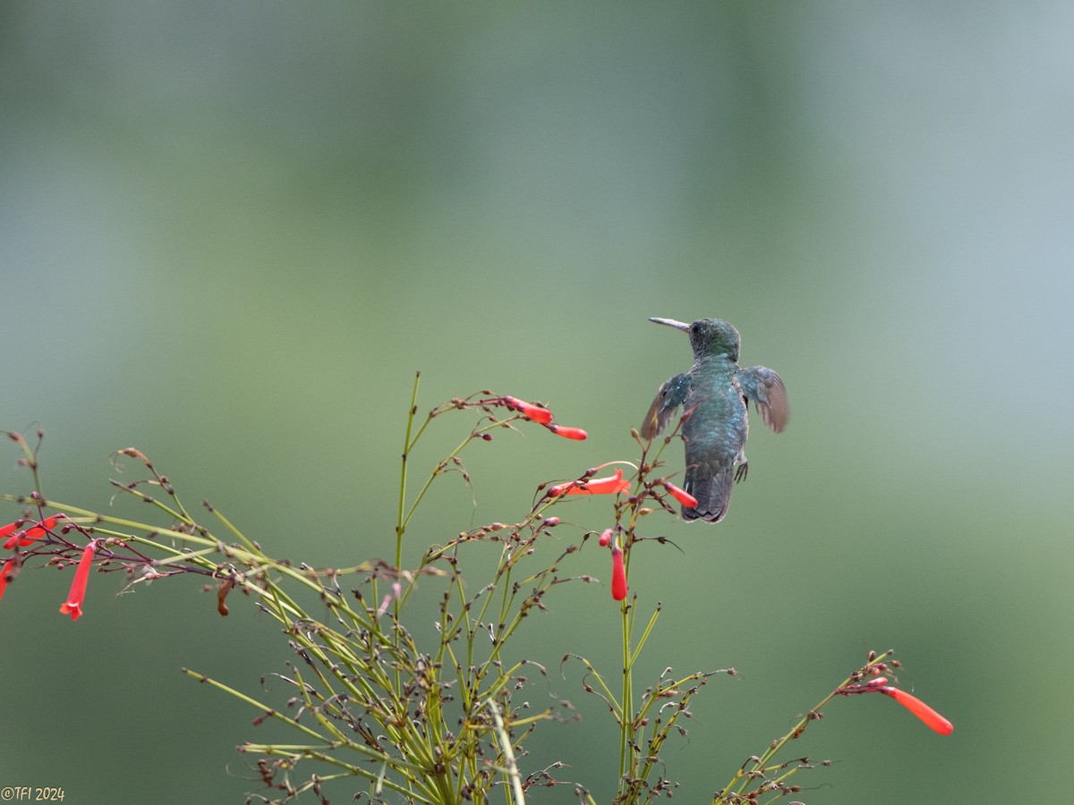 White-vented Violetear - ML643178804