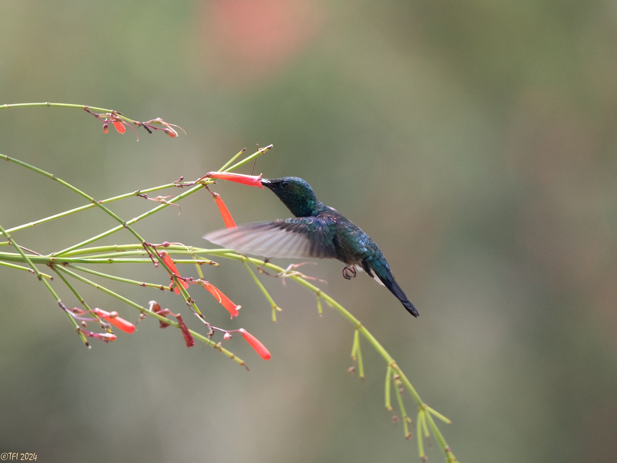 White-vented Violetear - ML643178815