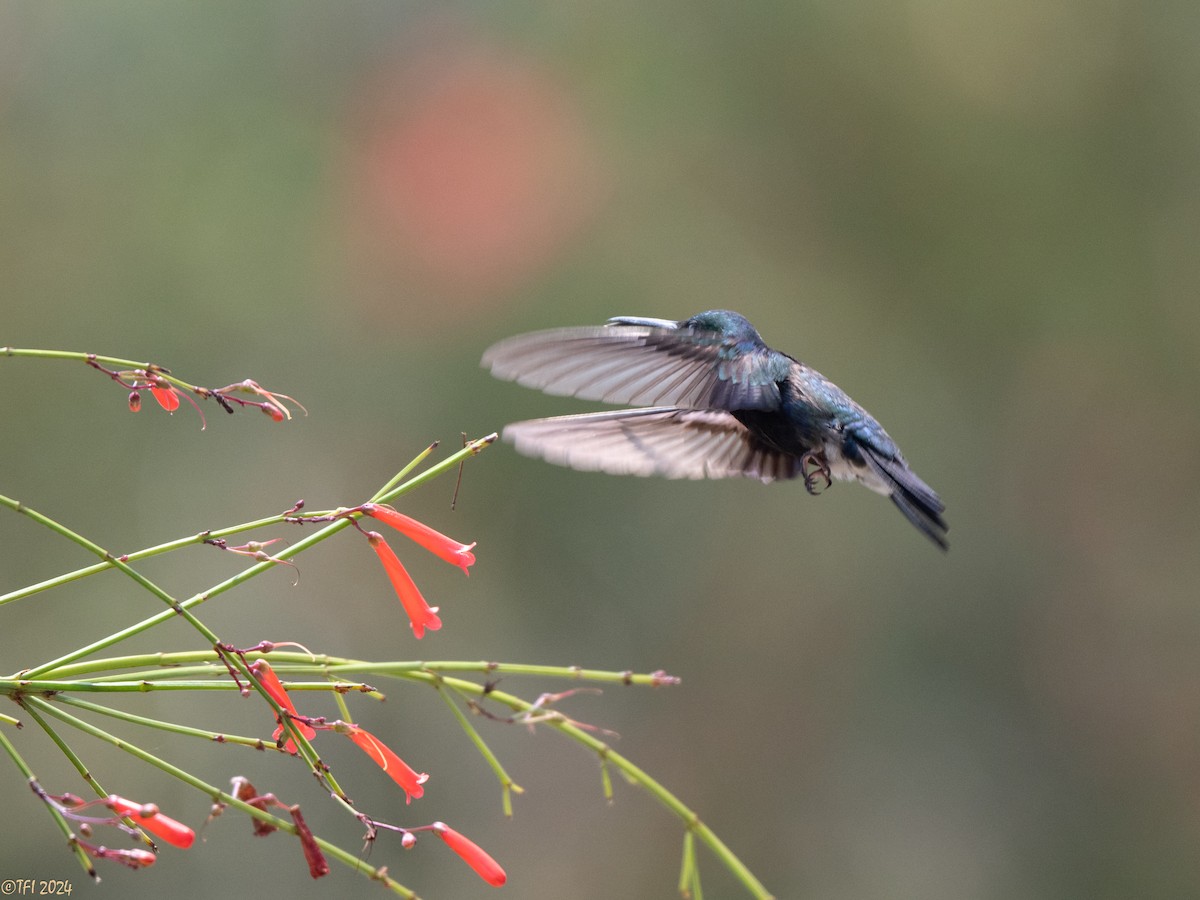 White-vented Violetear - ML643178817