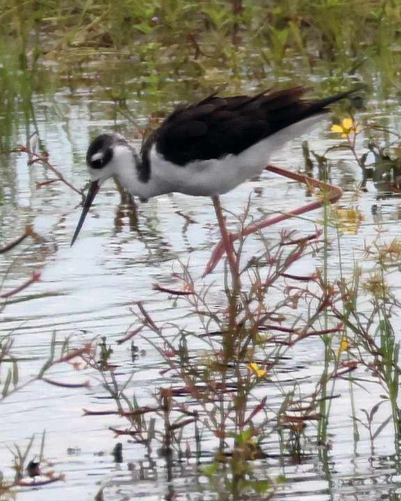 Black-necked Stilt - ML643178828