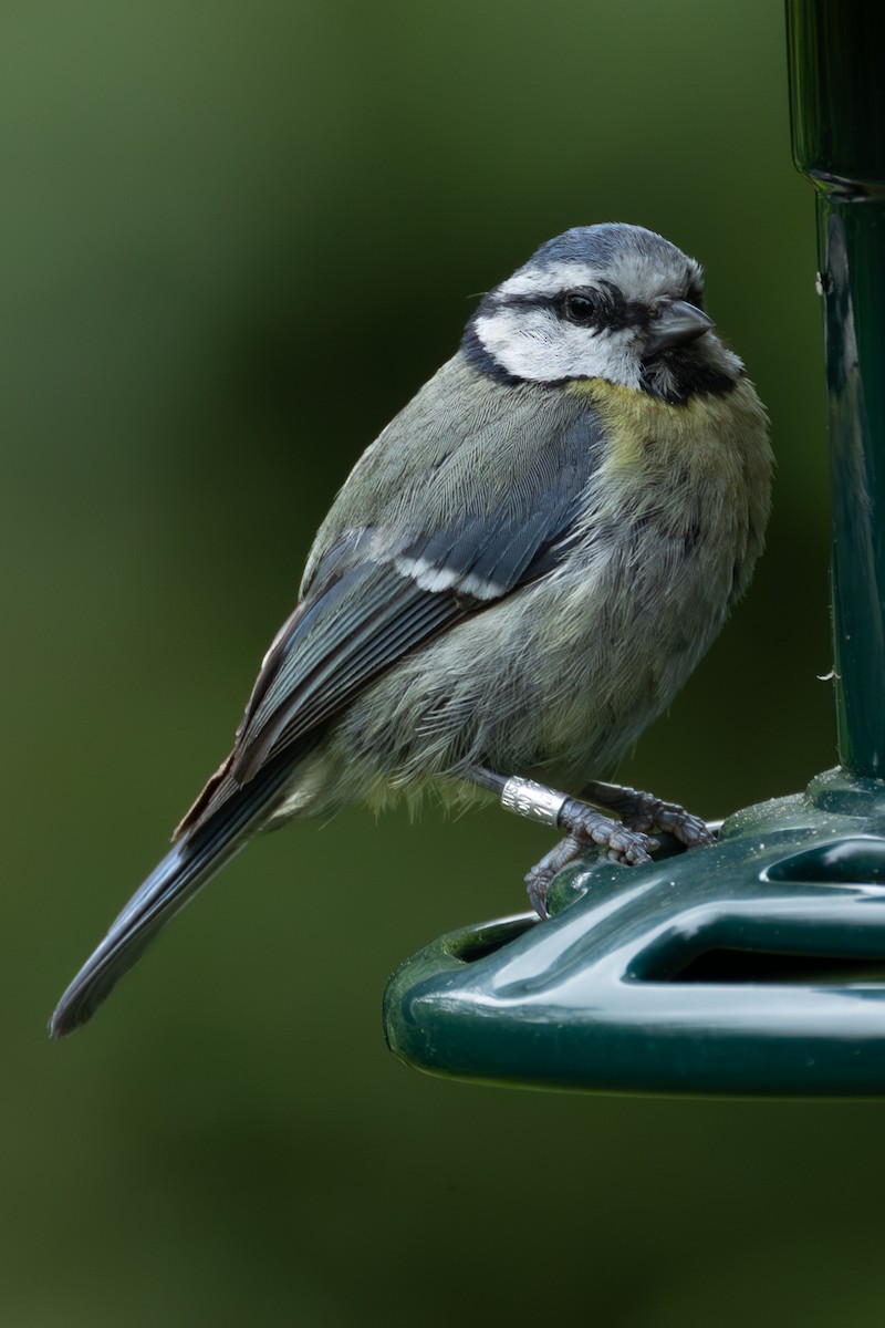 Eurasian Blue Tit - ML643178830