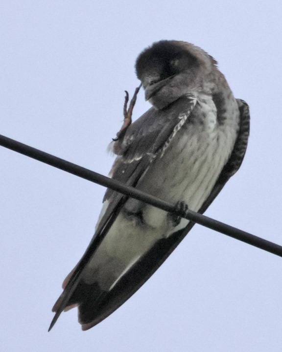 Purple Martin - ML643178833