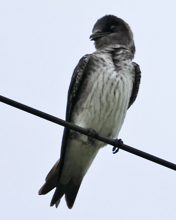 Purple Martin - ML643178839