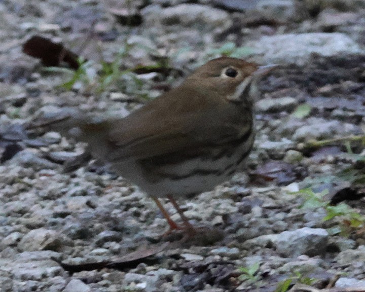 Ovenbird - ML643178853