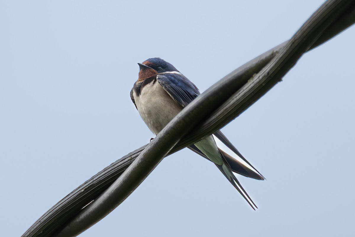 Hirondelle rustique - ML643178855