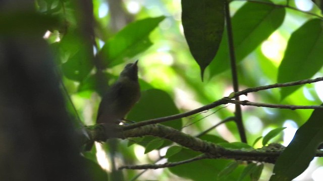 McConnell's Flycatcher (Guianan) - ML643178899