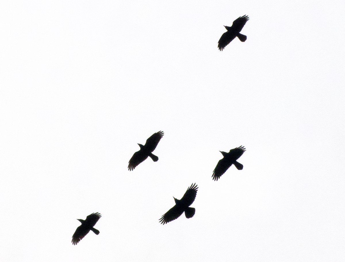 Rook - ML643178910