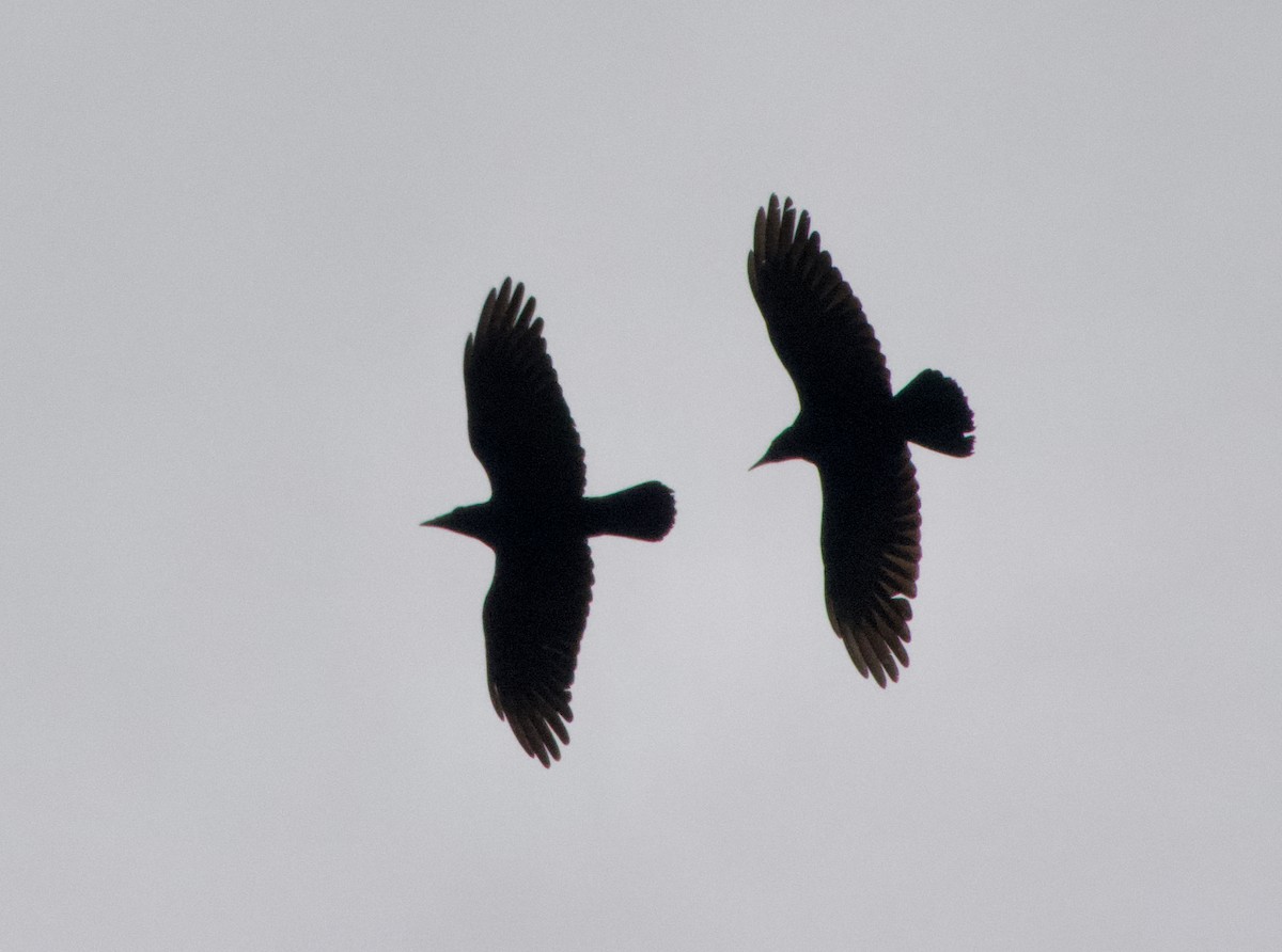 Rook - ML643178911