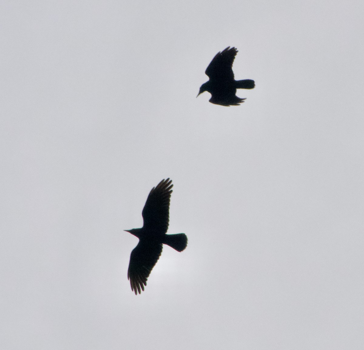 Rook - ML643178916