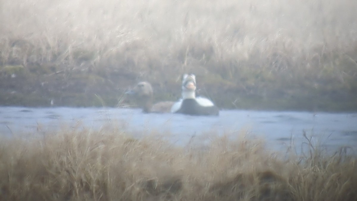 Spectacled Eider - ML643178921
