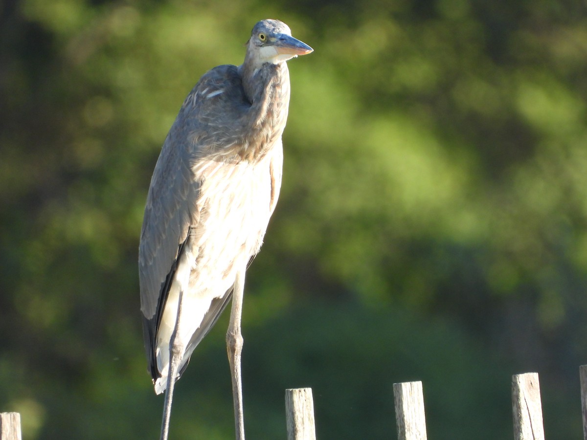 Great Blue Heron - ML643178924