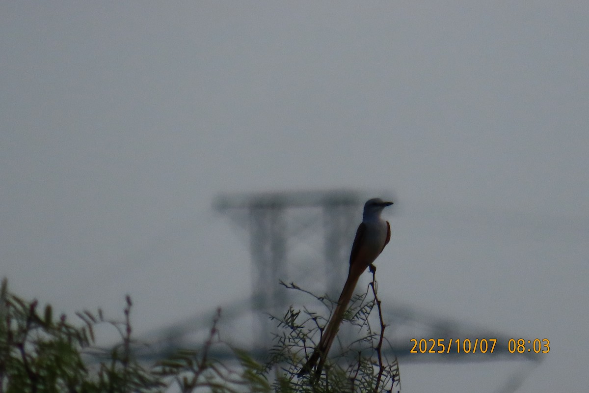 Scissor-tailed Flycatcher - ML643178926