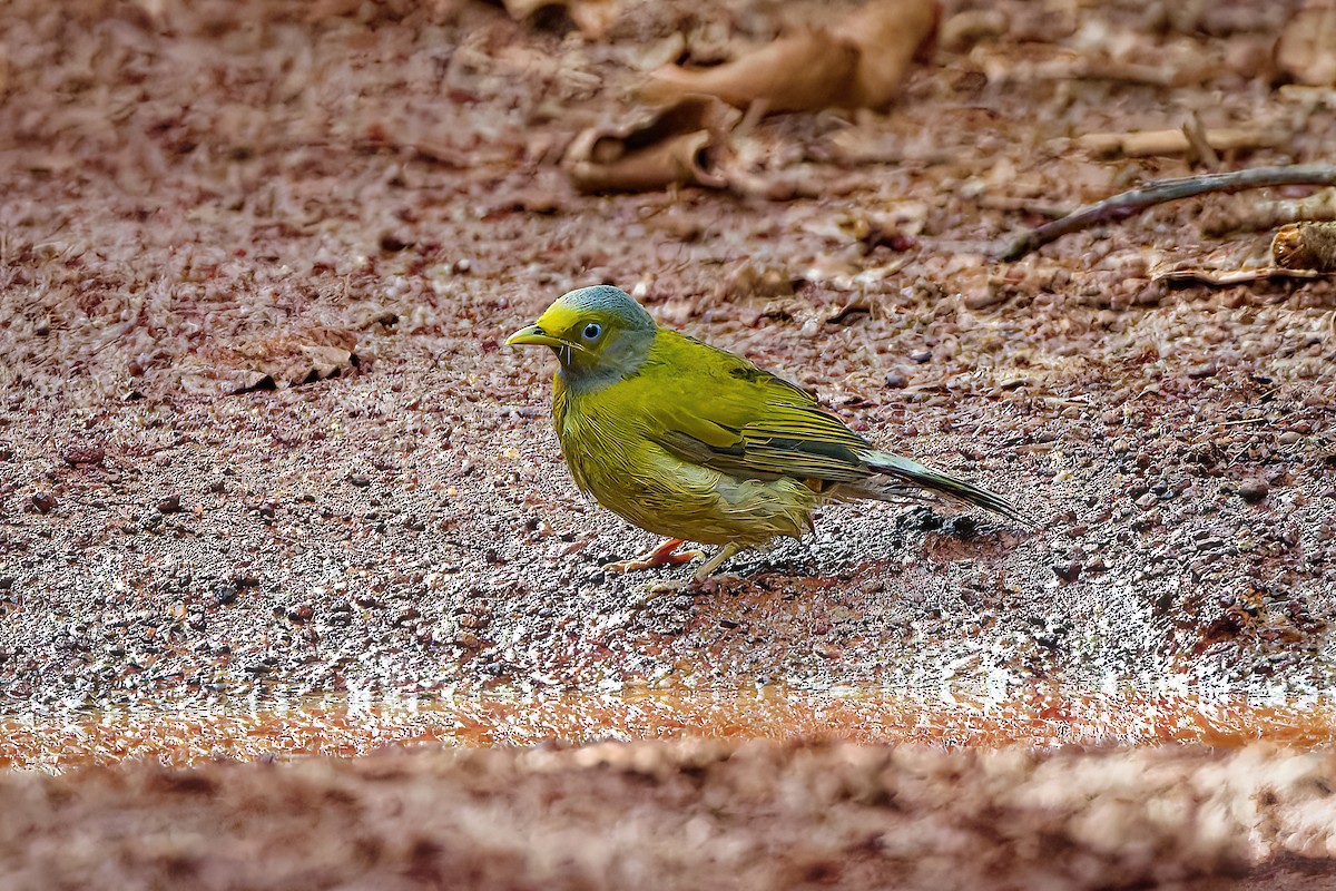 Gray-headed Bulbul - ML643178944