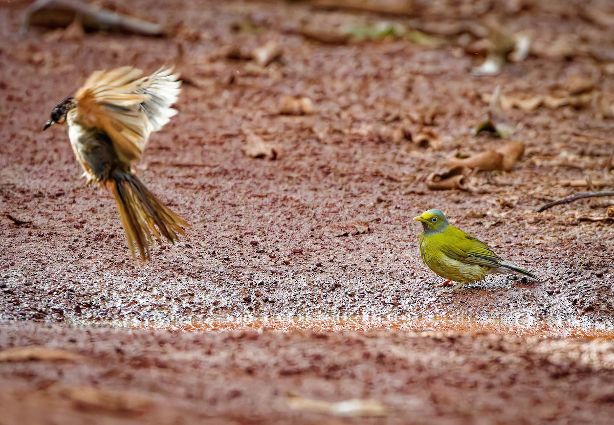 Gray-headed Bulbul - ML643178946