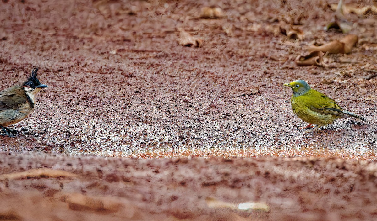Gray-headed Bulbul - ML643178947