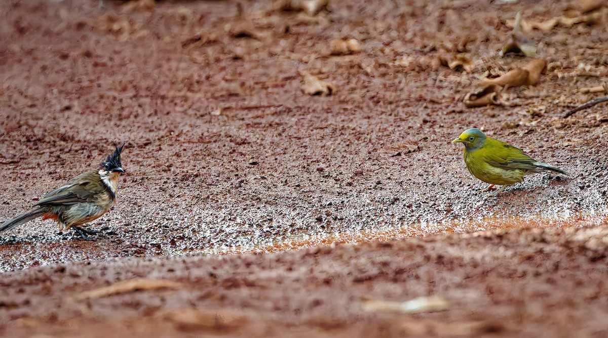 Gray-headed Bulbul - ML643178948