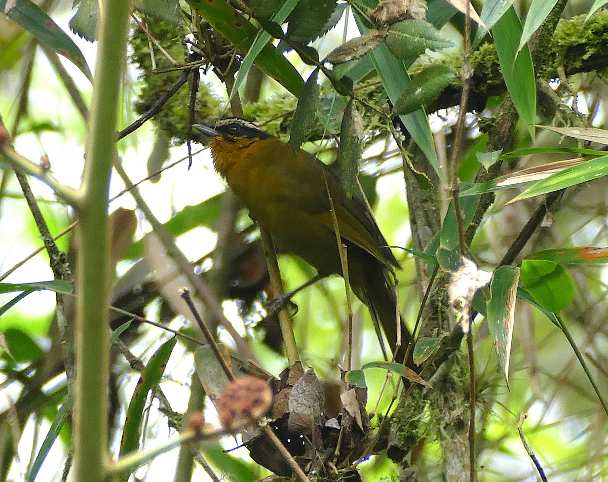 Black-capped Hemispingus - ML643178951