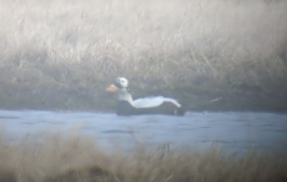 Spectacled Eider - ML643178957