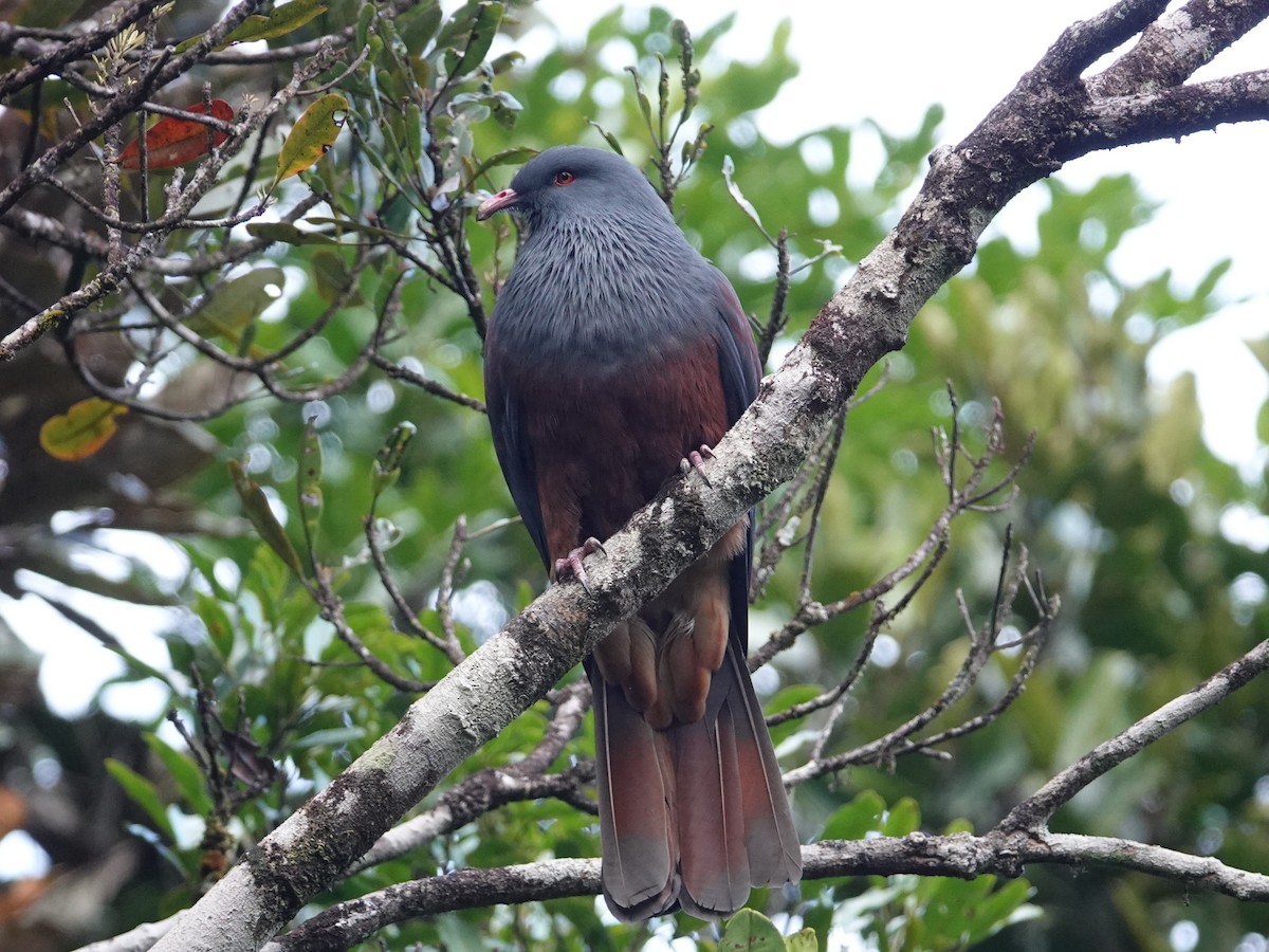 New Caledonian Imperial-Pigeon - ML643178960