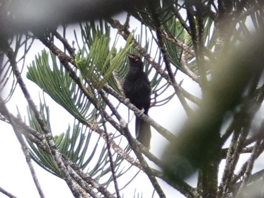 Crow Honeyeater - ML643178966