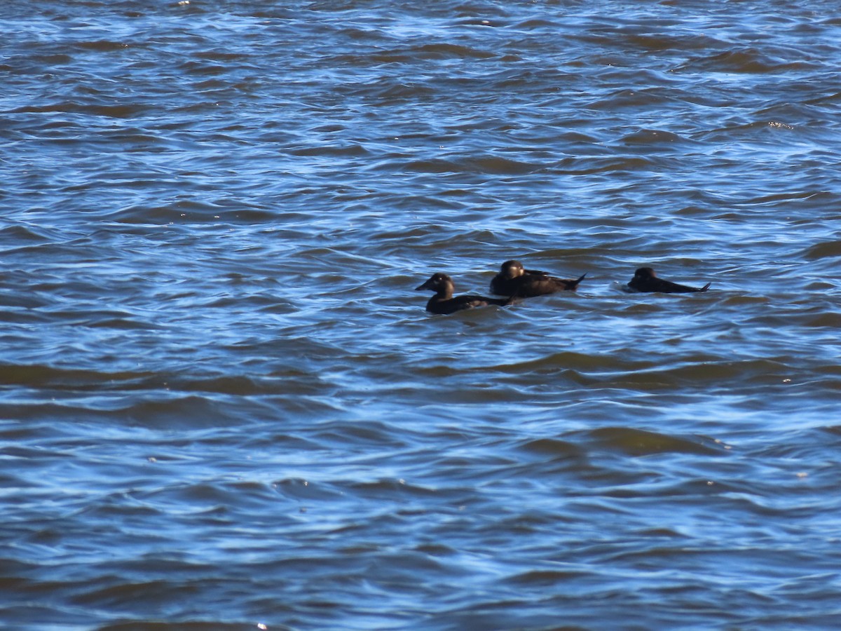 turpan pestrozobý - ML643178969