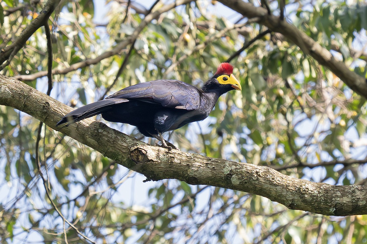 Ross's Turaco - ML643178970