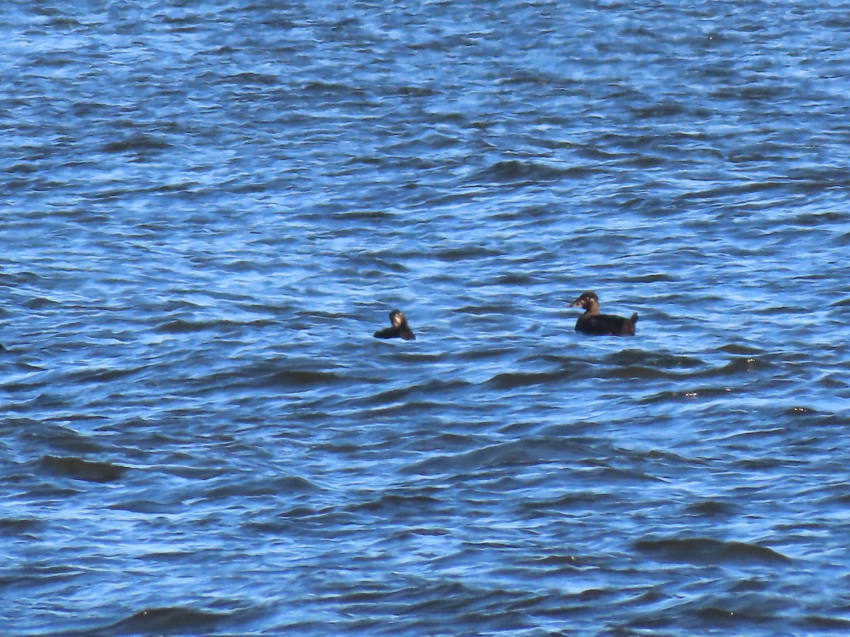 turpan pestrozobý - ML643178971