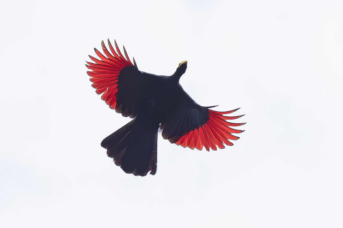 Ross's Turaco - ML643178973