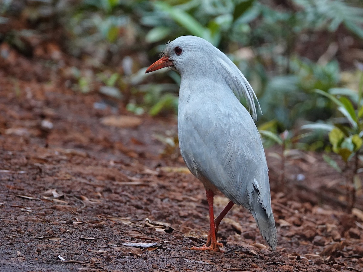 Kagu - ML643178974