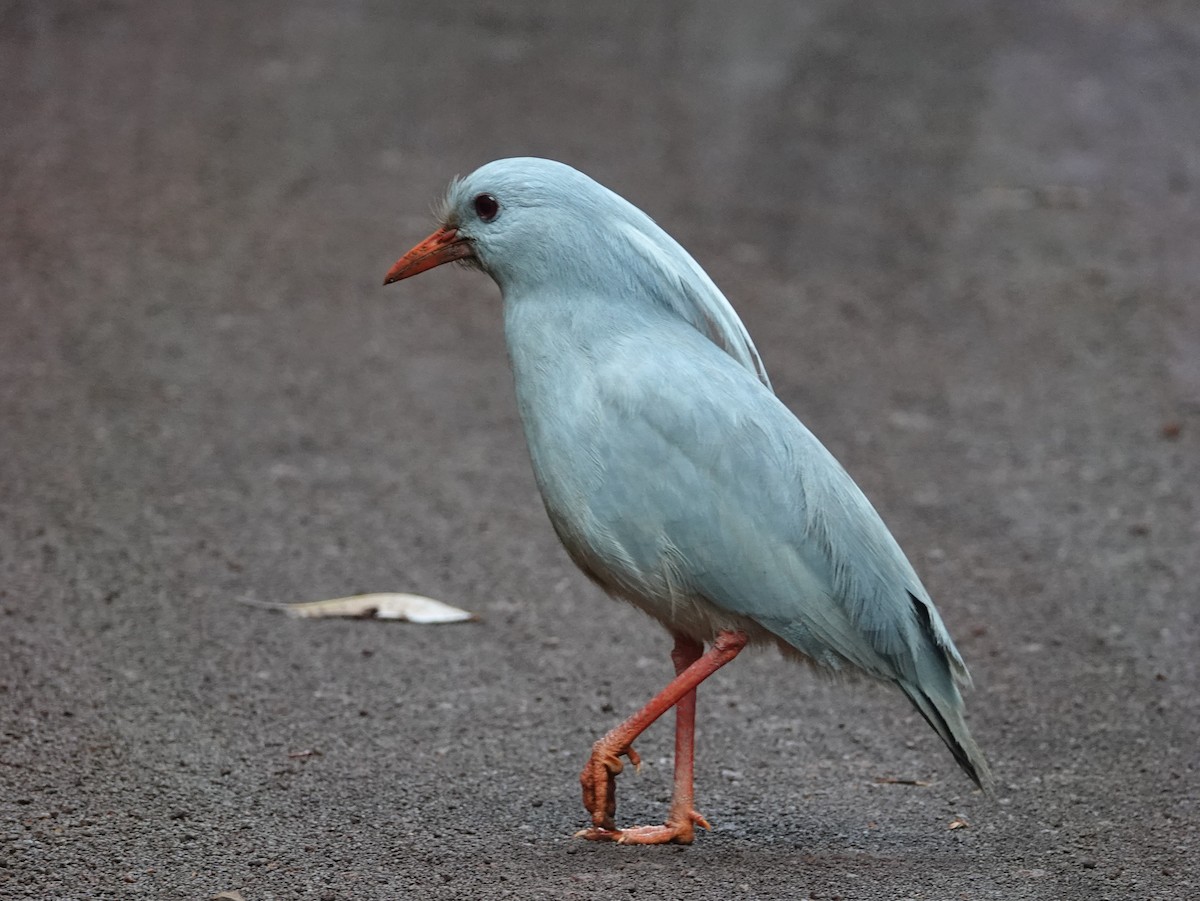 Kagu - ML643178975
