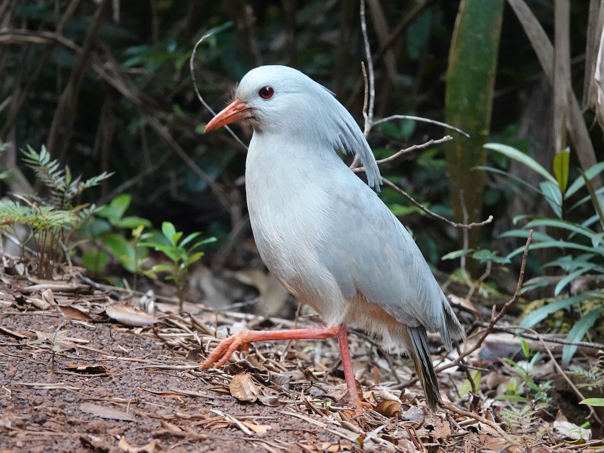 Kagu - ML643178976
