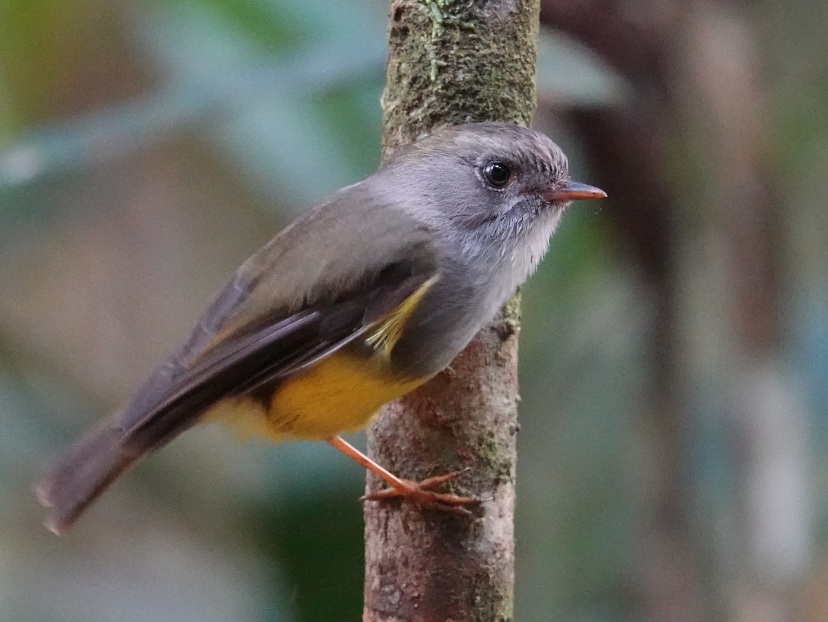 Yellow-bellied Flyrobin - ML643178978