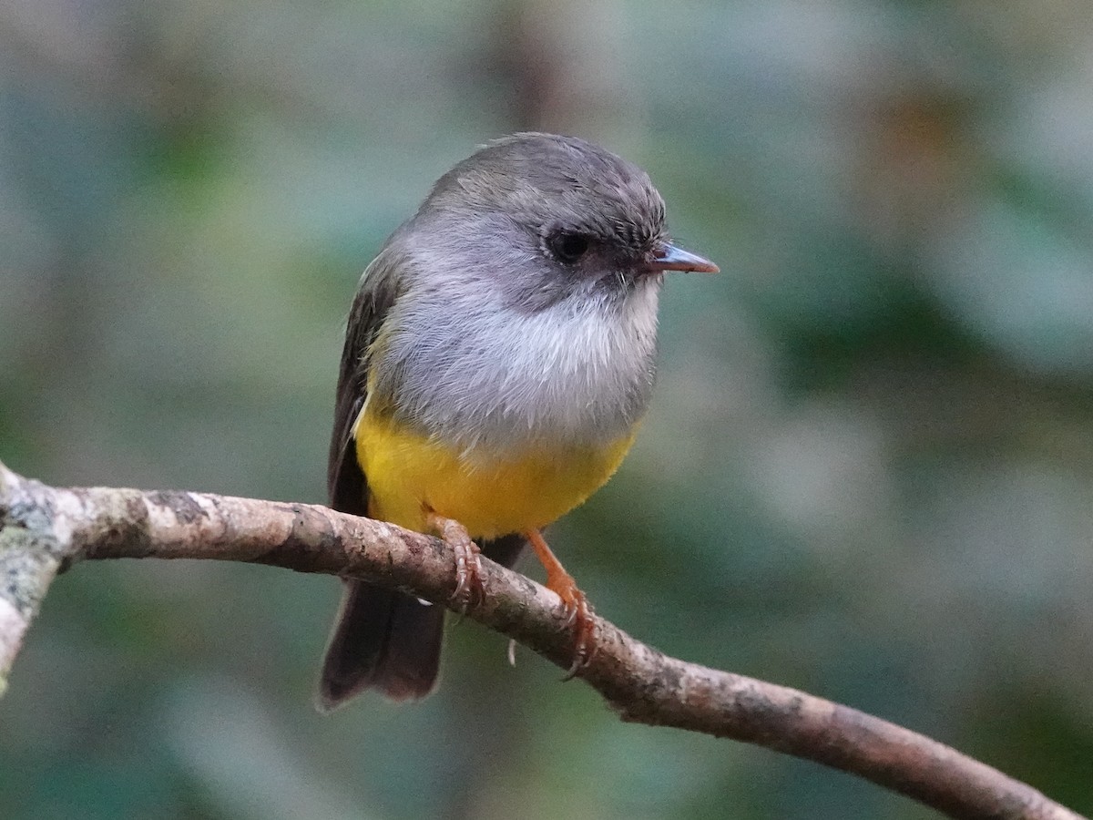 Yellow-bellied Flyrobin - ML643178979