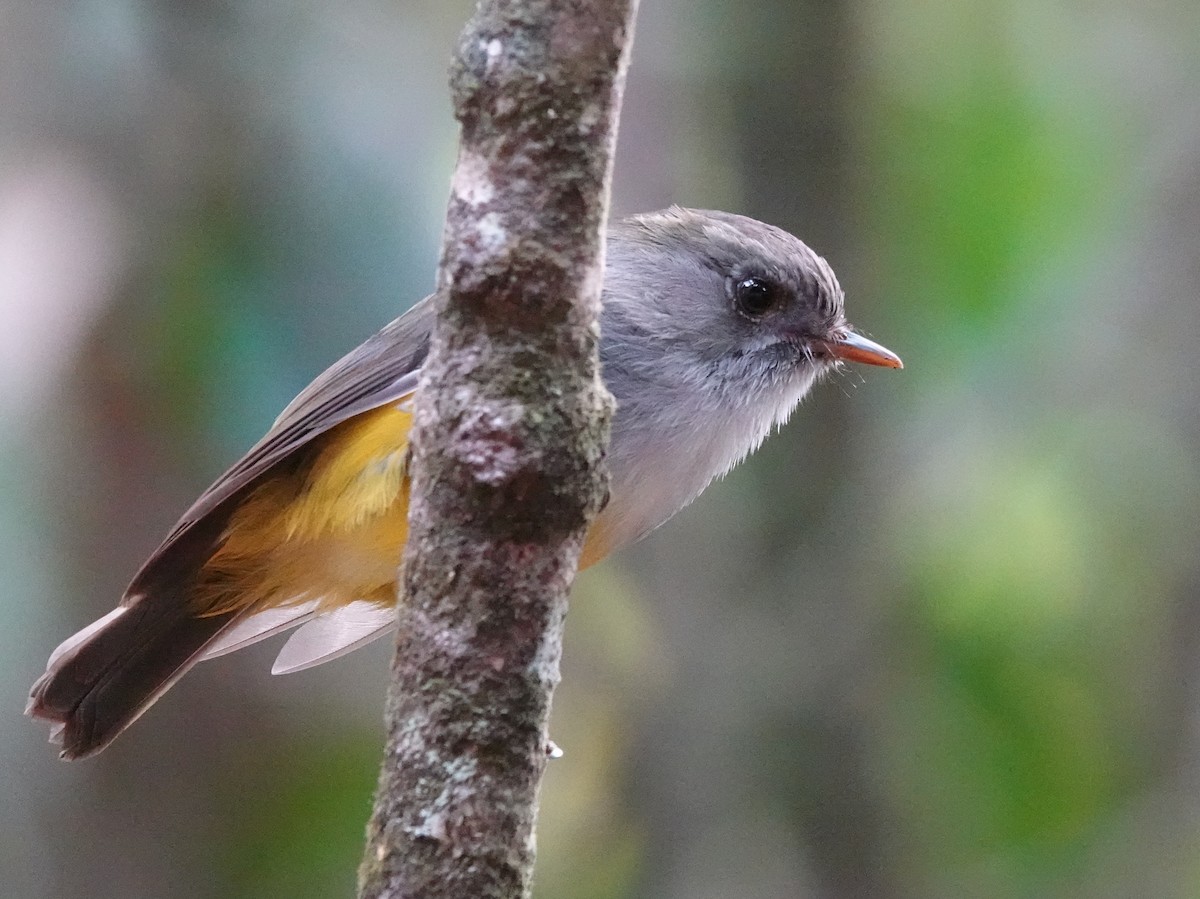 Yellow-bellied Flyrobin - ML643178980