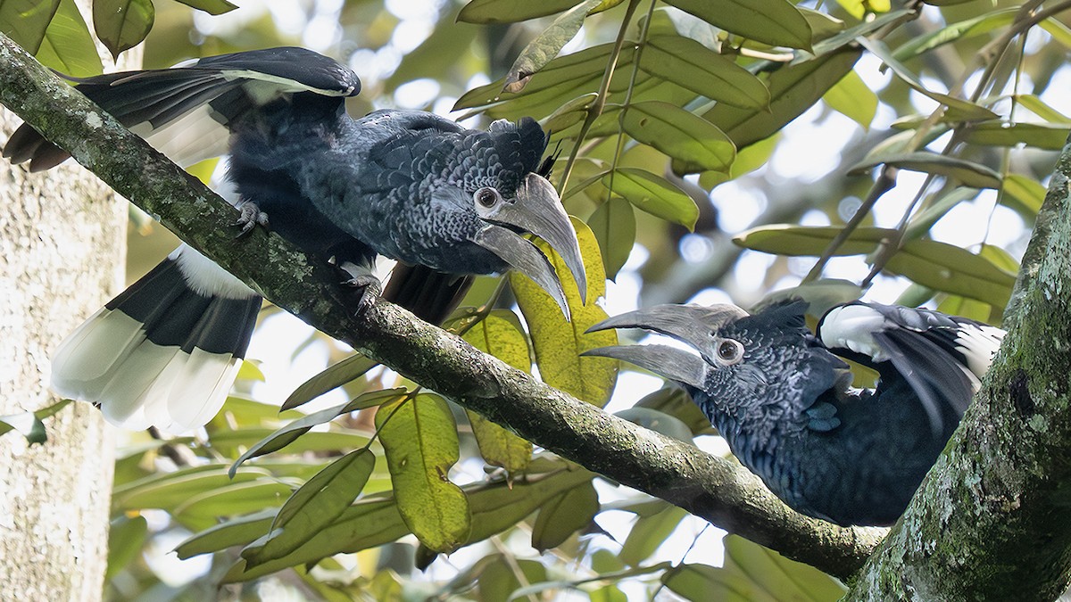 Black-and-white-casqued Hornbill - ML643178981