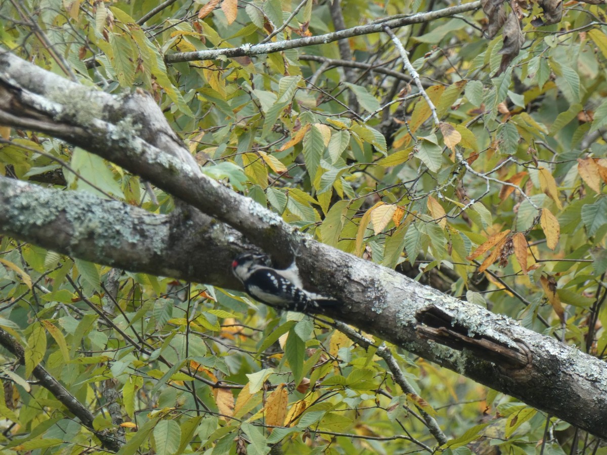 Downy Woodpecker - ML643178996