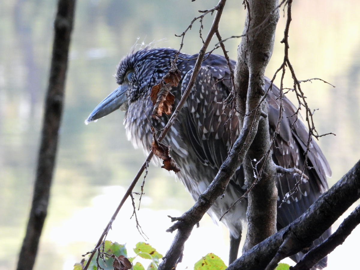 Yellow-crowned Night Heron - ML643179002