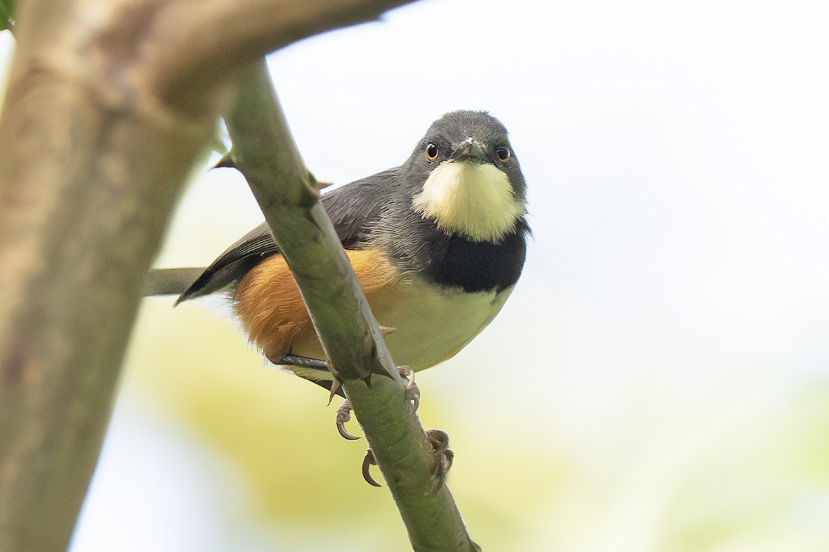 Black-collared Apalis - ML643179004