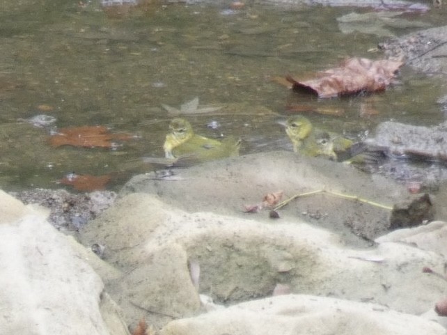 Tennessee Warbler - ML643179006
