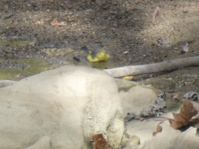 Magnolia Warbler - ML643179011